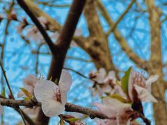 -桃花堤公园