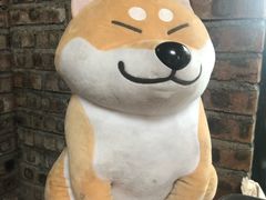 -柴犬高等学院·狗咖·柴犬售卖·宠物训练