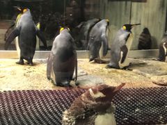 -悉尼海洋生物水族馆