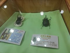 -上海大自然野生昆虫馆(东方明珠·爬宠昆虫探索中心)