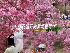 -天适樱花悠乐园