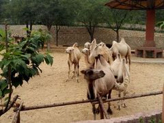 -石家庄市动物园