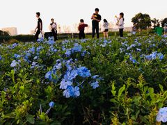 景点-光明小镇欢乐田园
