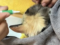 -御宝贝·A梦猫科宠物医院(国际猫友好医院)