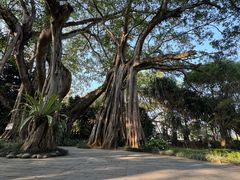 -瑞丽独树成林风景区