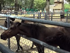 -长白岛森林公园