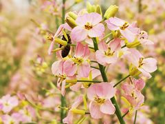 -中国天府农业博览园