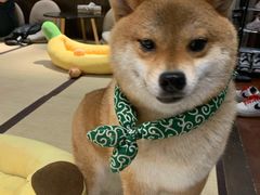 -逗柴咖啡屋·狗咖猫咖宠物桌游
