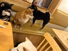 -柴の食堂·日式家庭料理·熊之肆(大学路店)