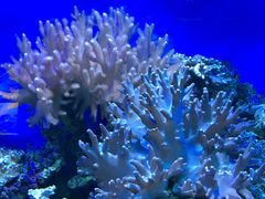-御唐府海珊瑚主题餐厅