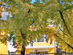 -三里屯东五街银杏大道