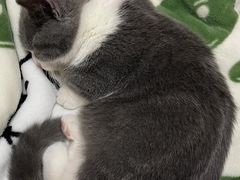 -爱侣宠医·鹦鹉专科·小型哺乳类·异宠专科(灵石路店)