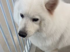 -共舞时光猫咖·狗咖(新街口店)
