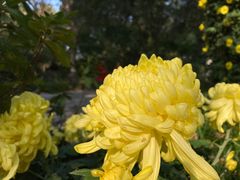 -杭州植物园