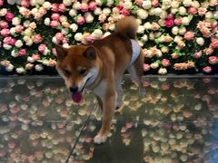 -百好乐宠物友好餐厅(朝外大街店)