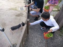 -前小桔亲子创意农场·草莓采摘·露营烧烤