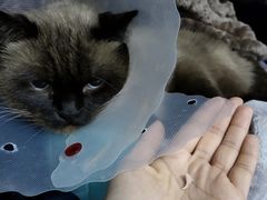 -宠颐生动物医院·心脏科·保险定点(锦阳分院)