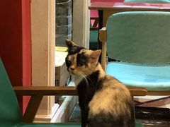 -猫色咖啡·猫咖