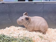 -酷以爬仙阁实体爬宠店·守宫·蜥蜴·专业繁育