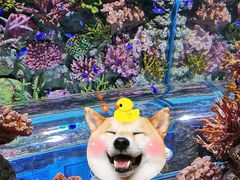 -暹罗海洋世界
