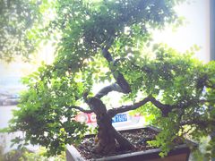 -陕西华浮宫酒店(未央湖公园店)