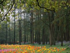 -上海共青森林公园