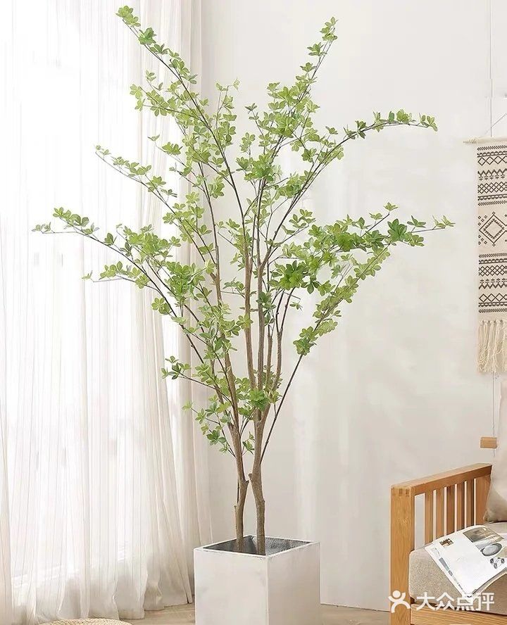ins风家庭必备绿植推荐