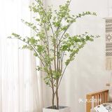 ins风家庭必备绿植推荐