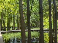 -溱湖国家湿地公园