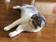 -创凡宠物医院·骨专科  猫科中心(西乡分院)