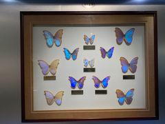 -上海昆虫博物馆