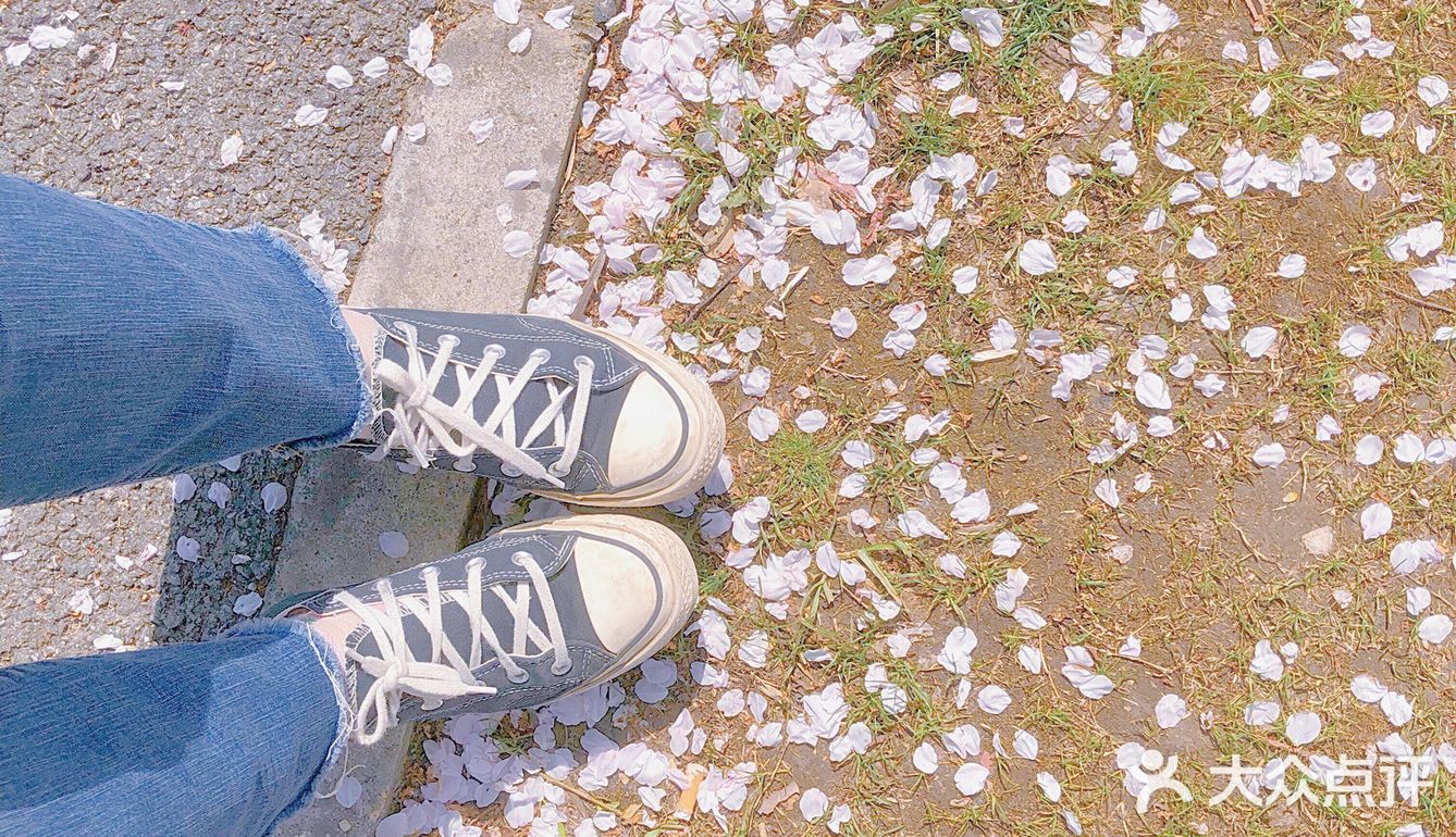 春天的正确打开方式-一起来看场樱花雨吧🌸