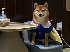 -逗柴咖啡屋·狗咖猫咖宠物桌游