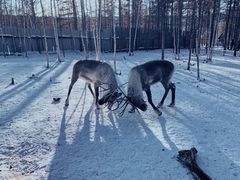 -北极村旅游风景区