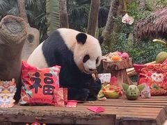 -海南热带野生动植物园