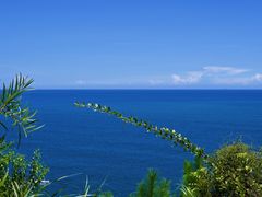 -广东惠东海龟国家级自然保护区