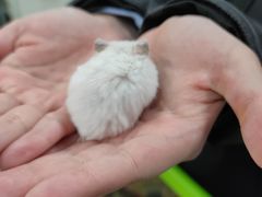 -钓仓鼠(洋桥北里小区店)