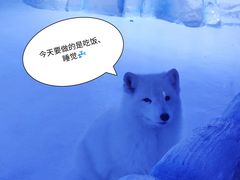 -海合安成都极地海洋公园