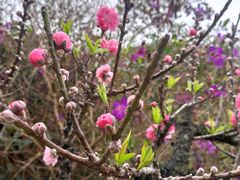 -南国桃园旅游度假区