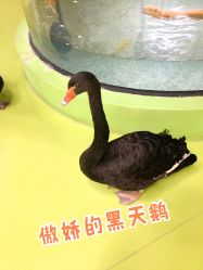 -七巧国萌宠乐园(龙湖天街店)