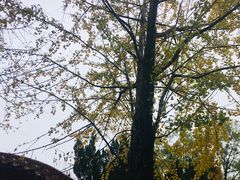 -南岳衡山风景名胜区-南岳大庙