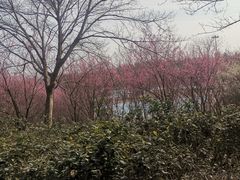 -南京珍珠泉风景区