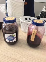 -蓝呗呗蓝莓草莓采摘园(通州区马驹桥店)