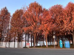 -贡湖湾湿地公园