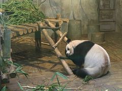 -深圳野生动物园