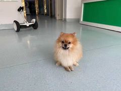 -汪喵宠物医院·骨科心脏影像·犬猫急重症ICU诊疗中心(成华分院)