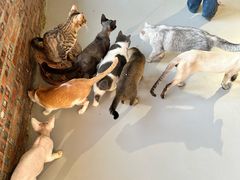 -豆逗聊愈猫阁Easy Life
