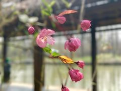 -溱湖国家湿地公园