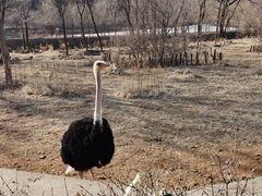 -沈阳森林动物园