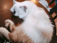 -李小姐の猫咖啡馆(五角场店)